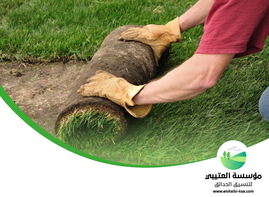 تركيب عشب طبيعي بالرياض