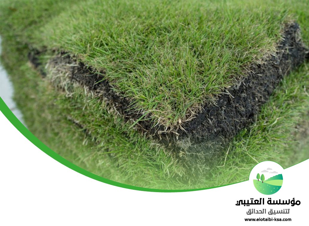 تركيب عشب طبيعي بالرياض