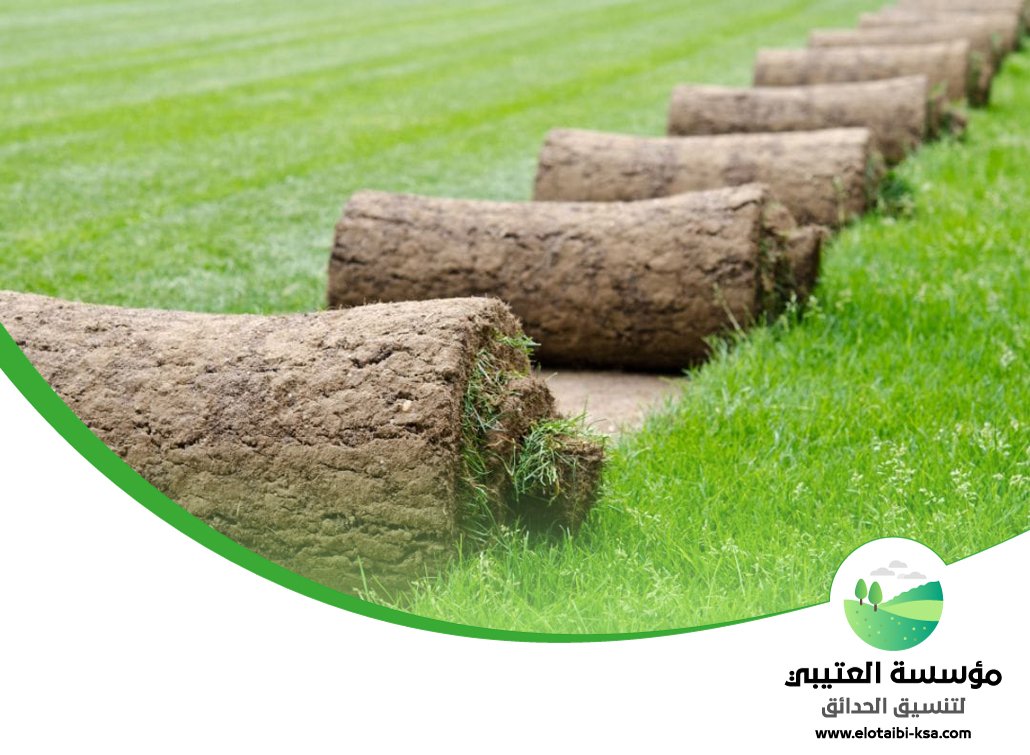 تركيب عشب طبيعي بالرياض