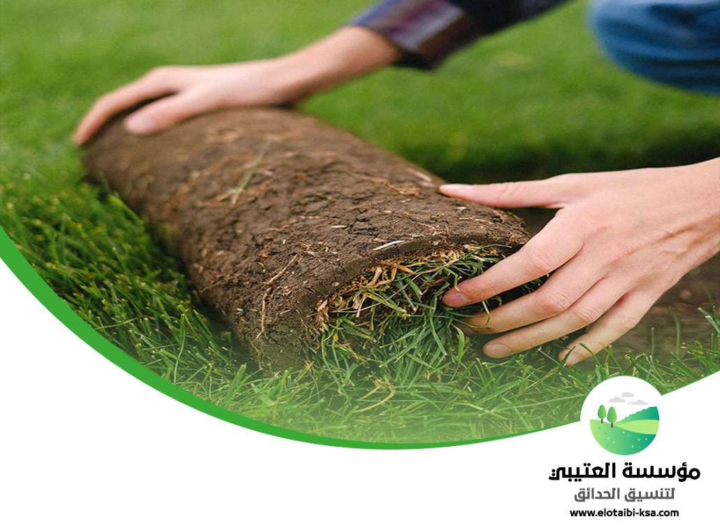 تركيب عشب طبيعي شمال الرياض 4 تركيب عشب طبيعي شمال الرياض