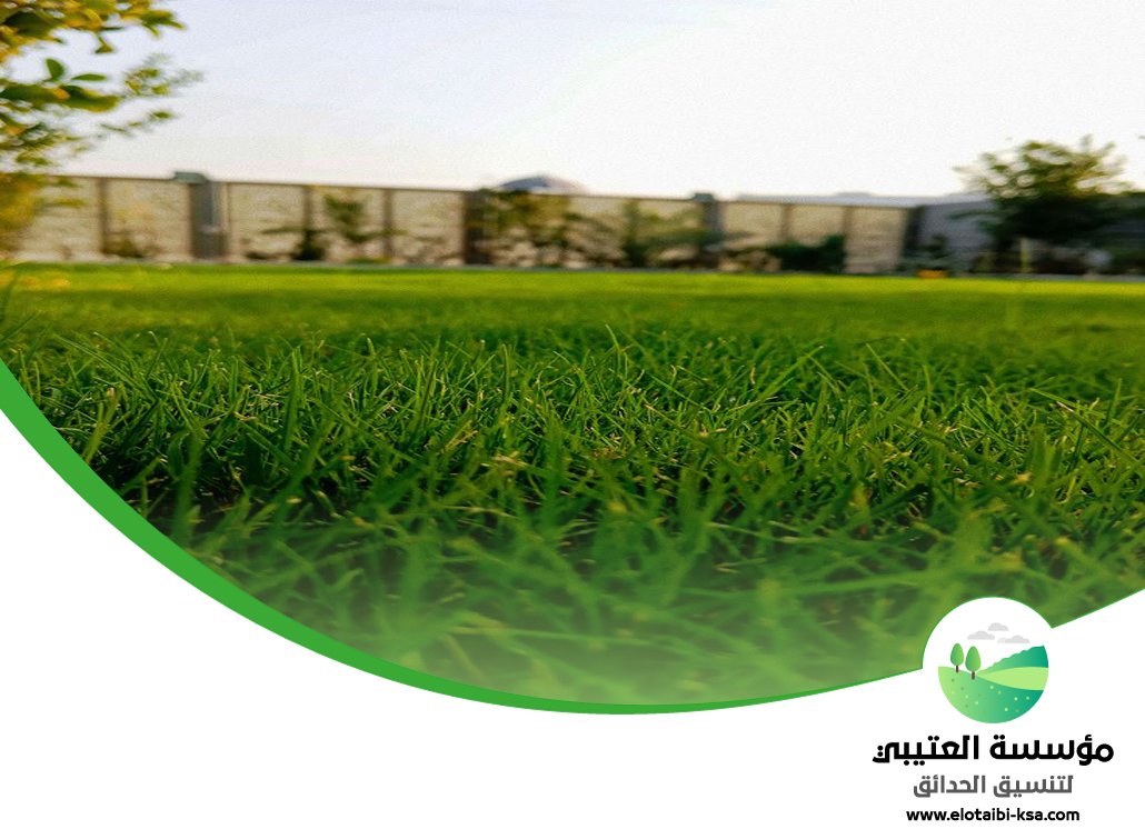 تركيب عشب طبيعي شمال الرياض 5 تركيب عشب طبيعي شمال الرياض