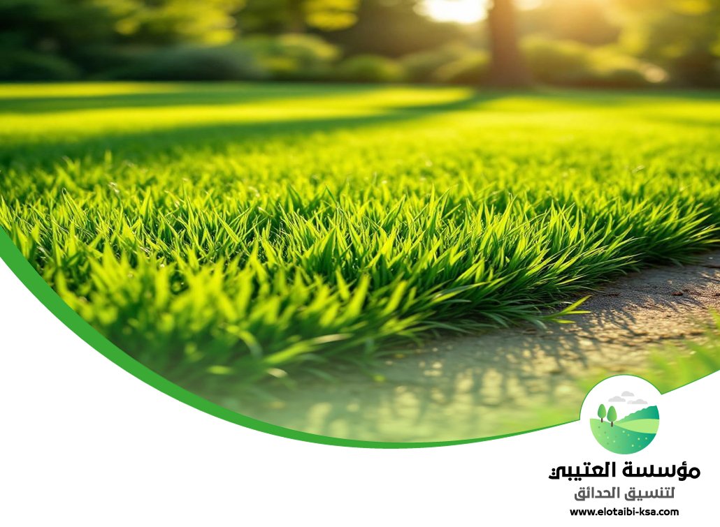 تركيب عشب طبيعي غرب الرياض 5 تركيب عشب طبيعي غرب الرياض