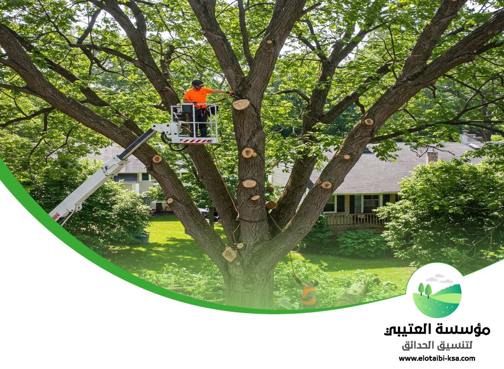 شركة قص اشجار جنوب الرياض 5 شركة قص اشجار جنوب الرياض