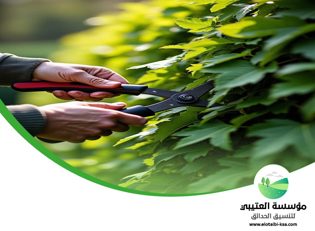 شركة قص اشجار غرب الرياض 4 شركة قص اشجار غرب الرياض