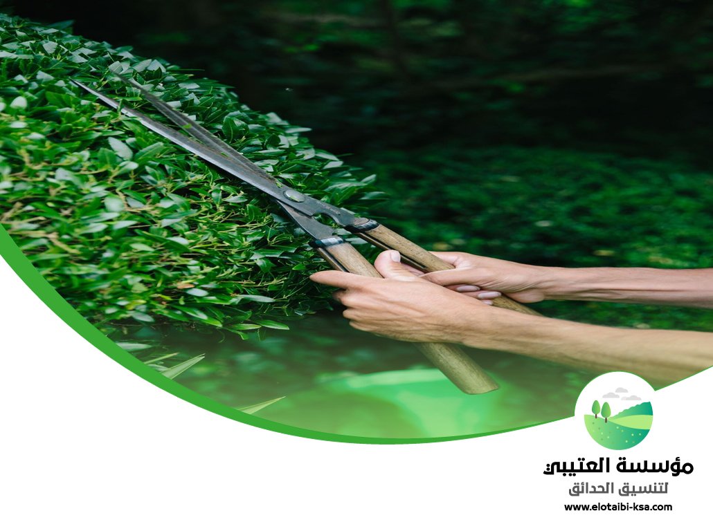 شركة قص اشجار غرب الرياض