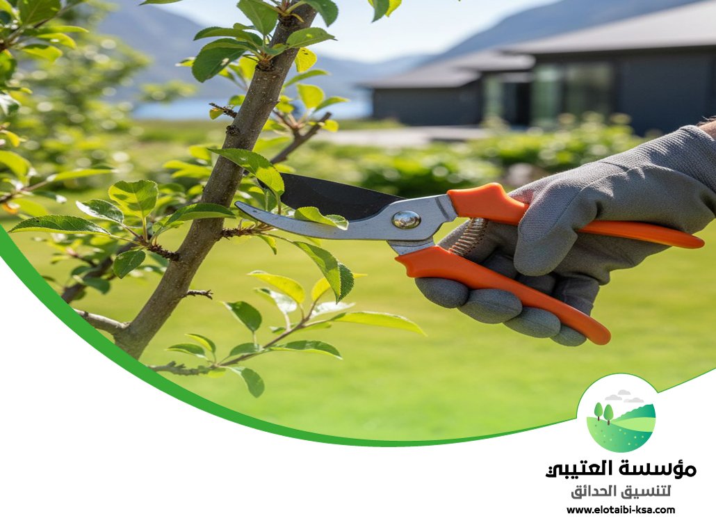 شركة قص اشجار شمال الرياض 5 شركة قص اشجار شمال الرياض