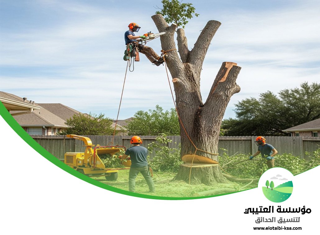 شركة قص اشجار شمال الرياض 4 شركة قص اشجار شمال الرياض