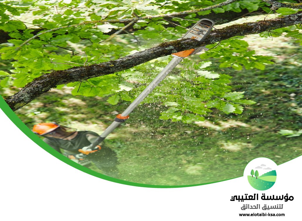 شركة قص اشجار شمال الرياض 3 شركة قص اشجار شمال الرياض