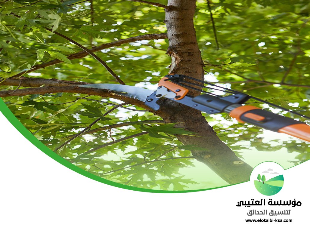 شركة قص اشجار شمال الرياض 9 شركة قص اشجار شمال الرياض