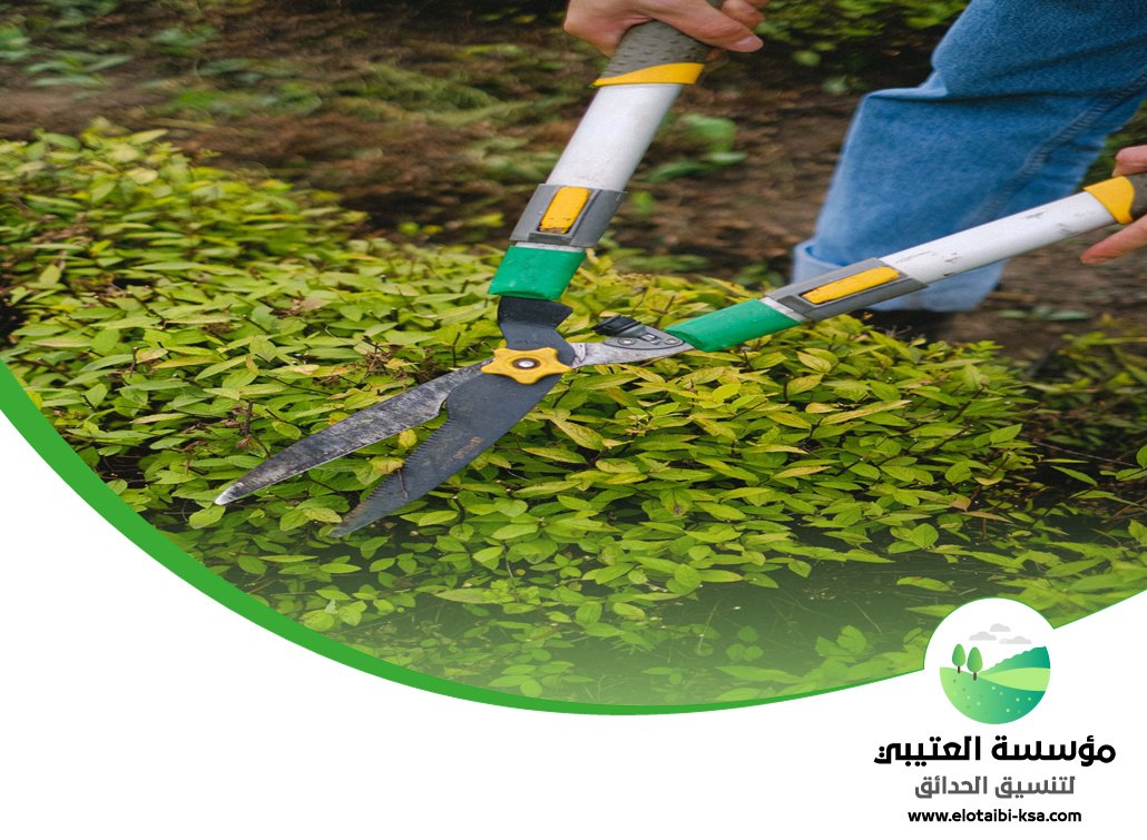 شركة قص اشجار شرق الرياض 5 شركة قص اشجار شرق الرياض