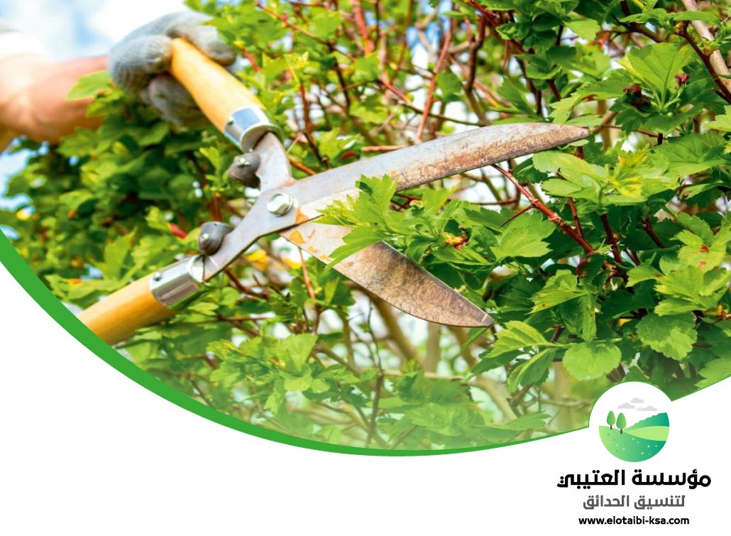 شركة قص اشجار شرق الرياض 4 شركة قص اشجار شرق الرياض