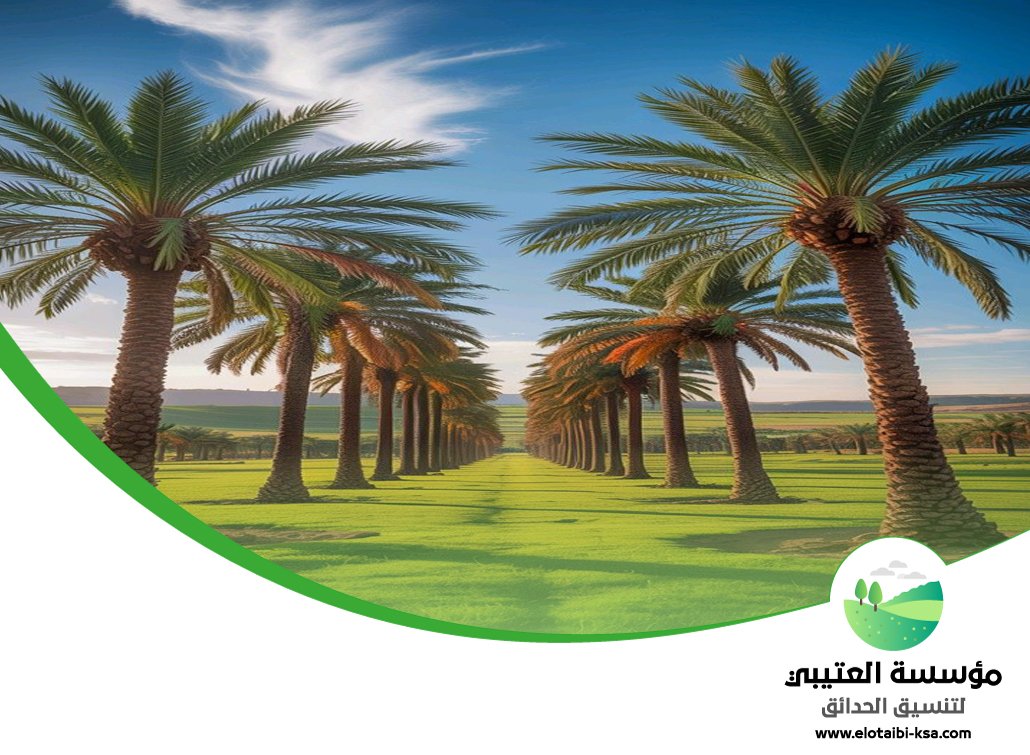 تكريب نخيل جنوب الرياض