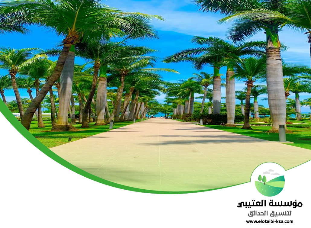 تكريب نخيل جنوب الرياض 4 تكريب نخيل جنوب الرياض