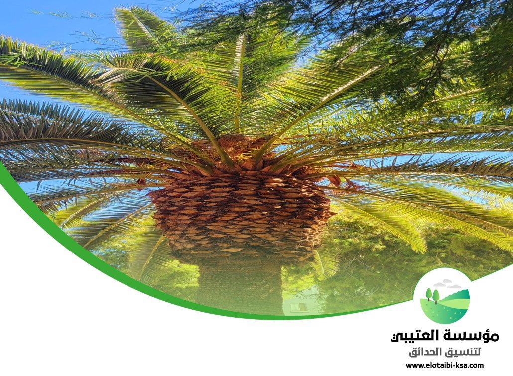 تكريب نخيل جنوب الرياض 29 تكريب نخيل جنوب الرياض