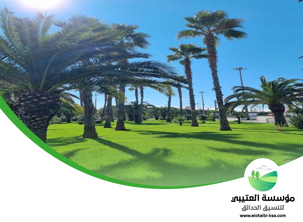 تكريب نخيل غرب الرياض 5 تكريب نخيل غرب الرياض