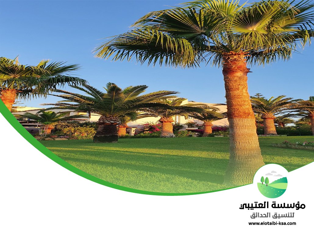 تكريب نخيل غرب الرياض 4 تكريب نخيل غرب الرياض