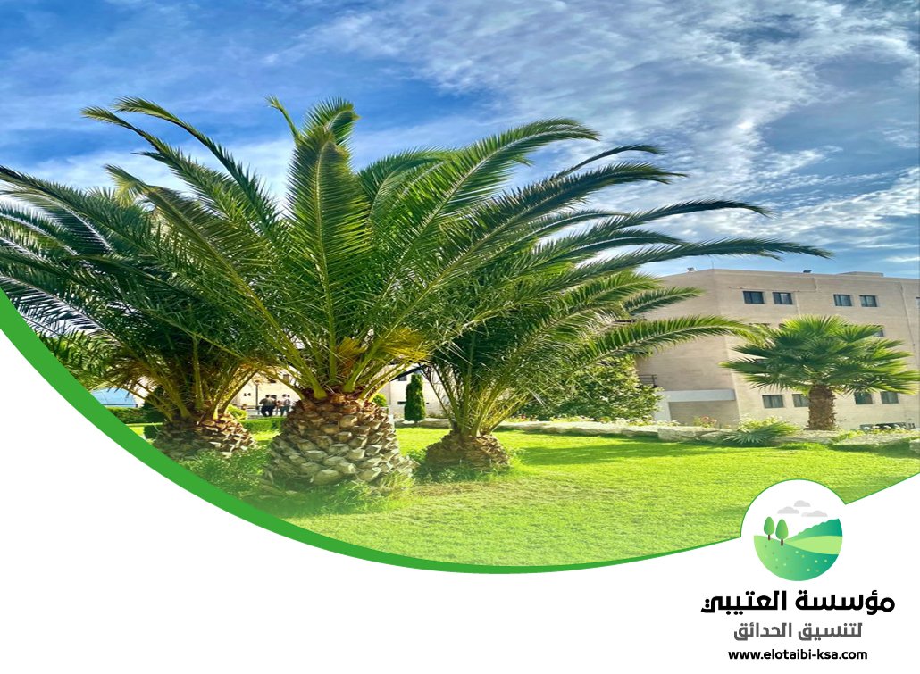 تكريب نخيل غرب الرياض 3 تكريب نخيل غرب الرياض