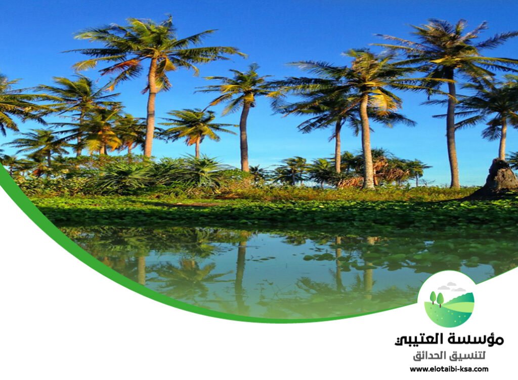 تكريب نخيل غرب الرياض 2 تكريب نخيل غرب الرياض