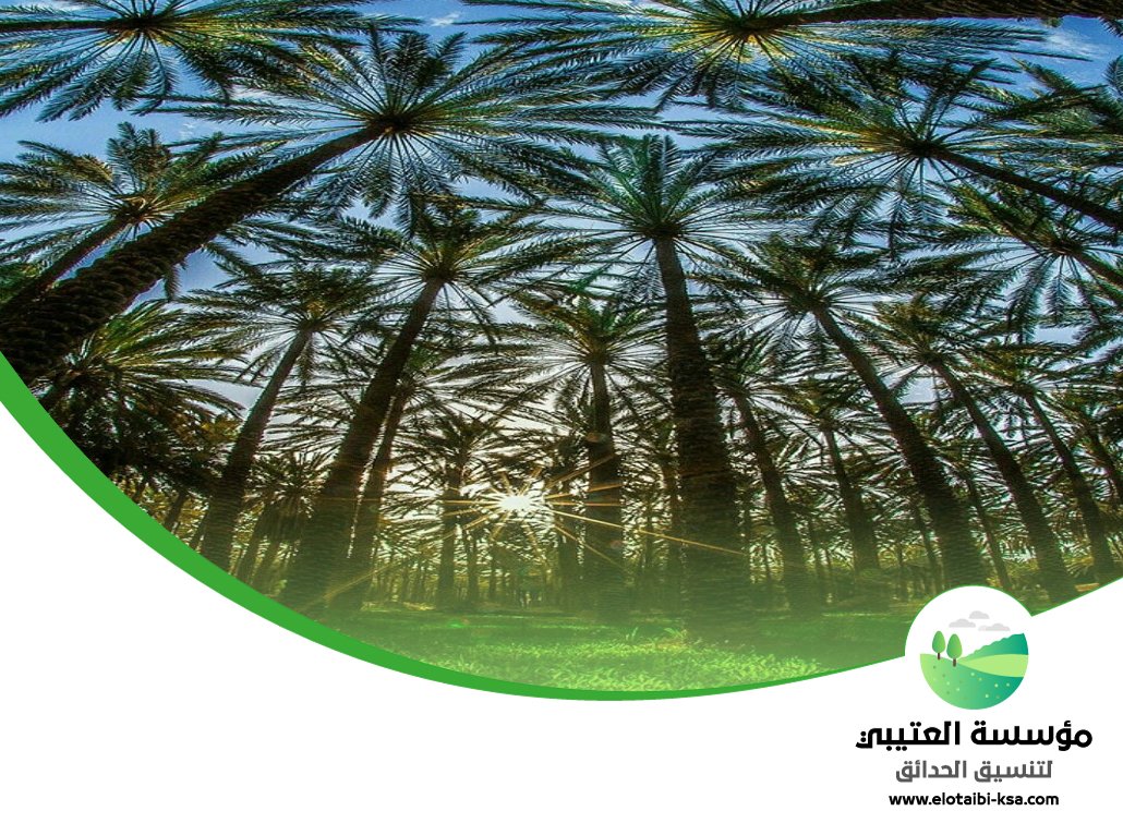 تكريب نخيل شرق الرياض 5 تكريب نخيل شرق الرياض