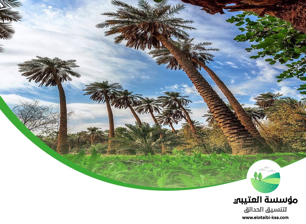 تكريب نخيل شرق الرياض 4 تكريب نخيل شرق الرياض