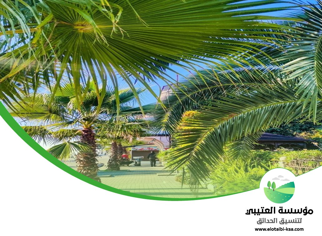 تكريب نخيل شمال الرياض 5 تكريب نخيل شمال الرياض