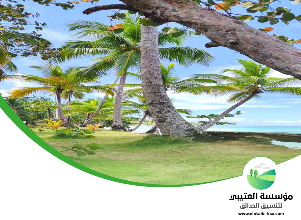 تكريب نخيل شمال الرياض 4 تكريب نخيل شمال الرياض