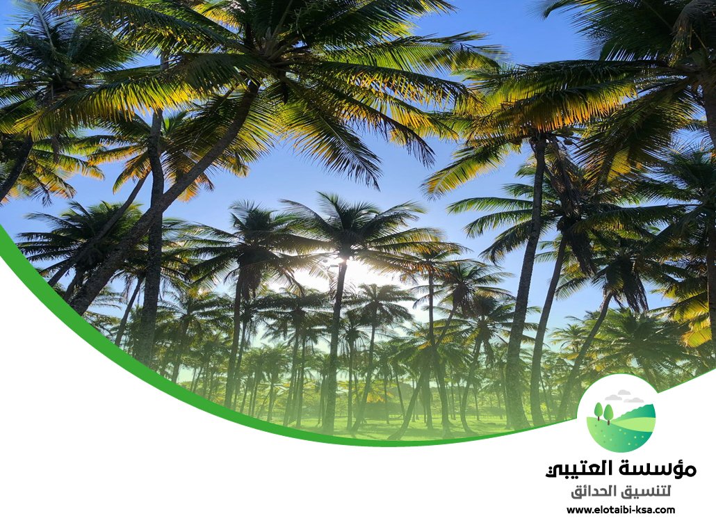 تكريب نخيل شمال الرياض 3 تكريب نخيل شمال الرياض