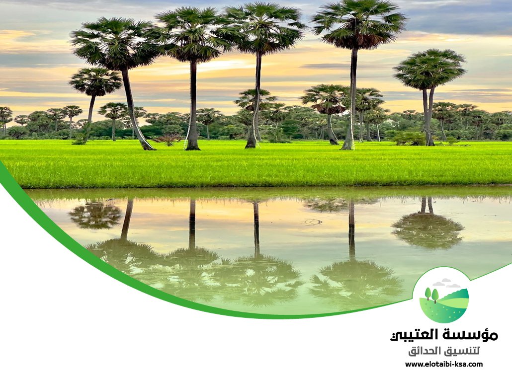 تكريب نخيل شمال الرياض 17 تكريب نخيل شمال الرياض